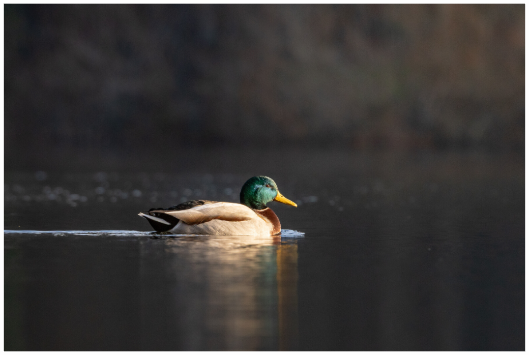Main image Resting Male Mallard