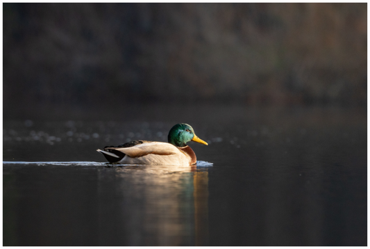 Main image Resting Male Mallard