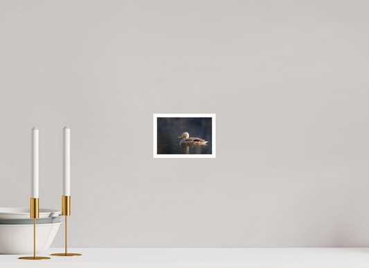 6 x 4″, Simple Gloss Resting Female Mallard