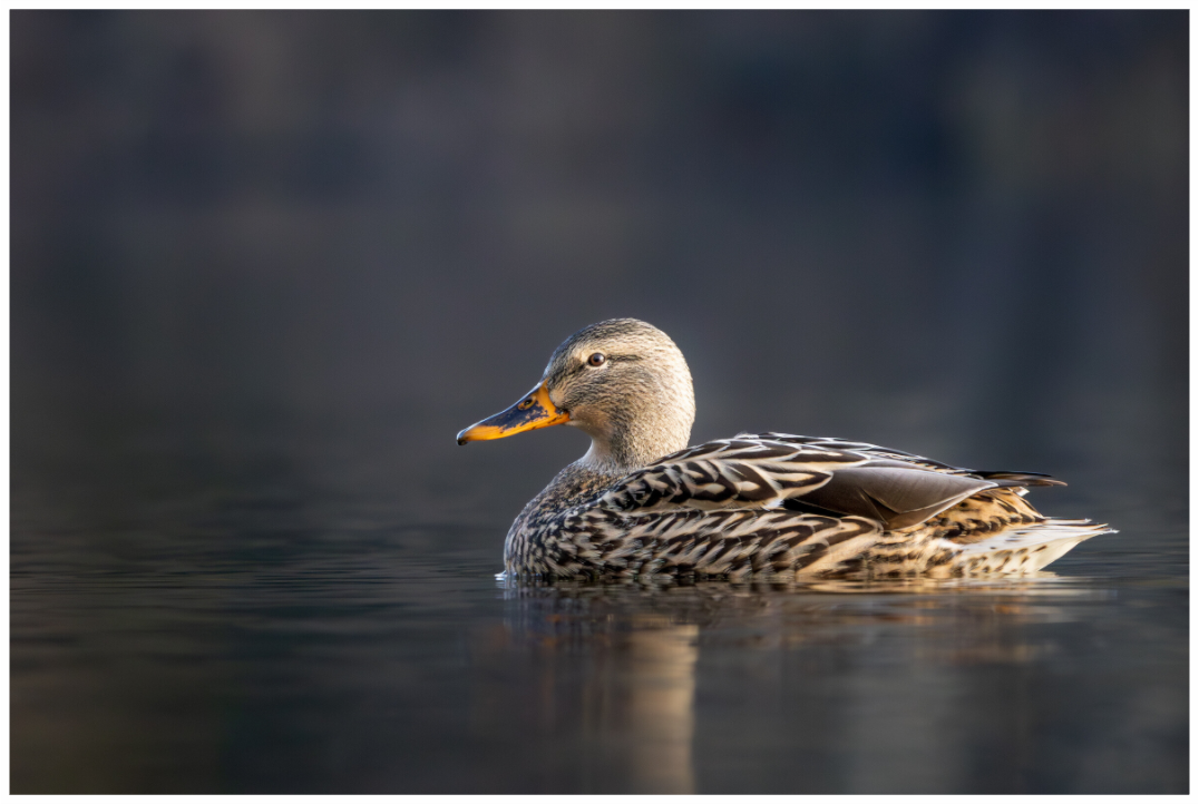 Main image Resting Female Mallard