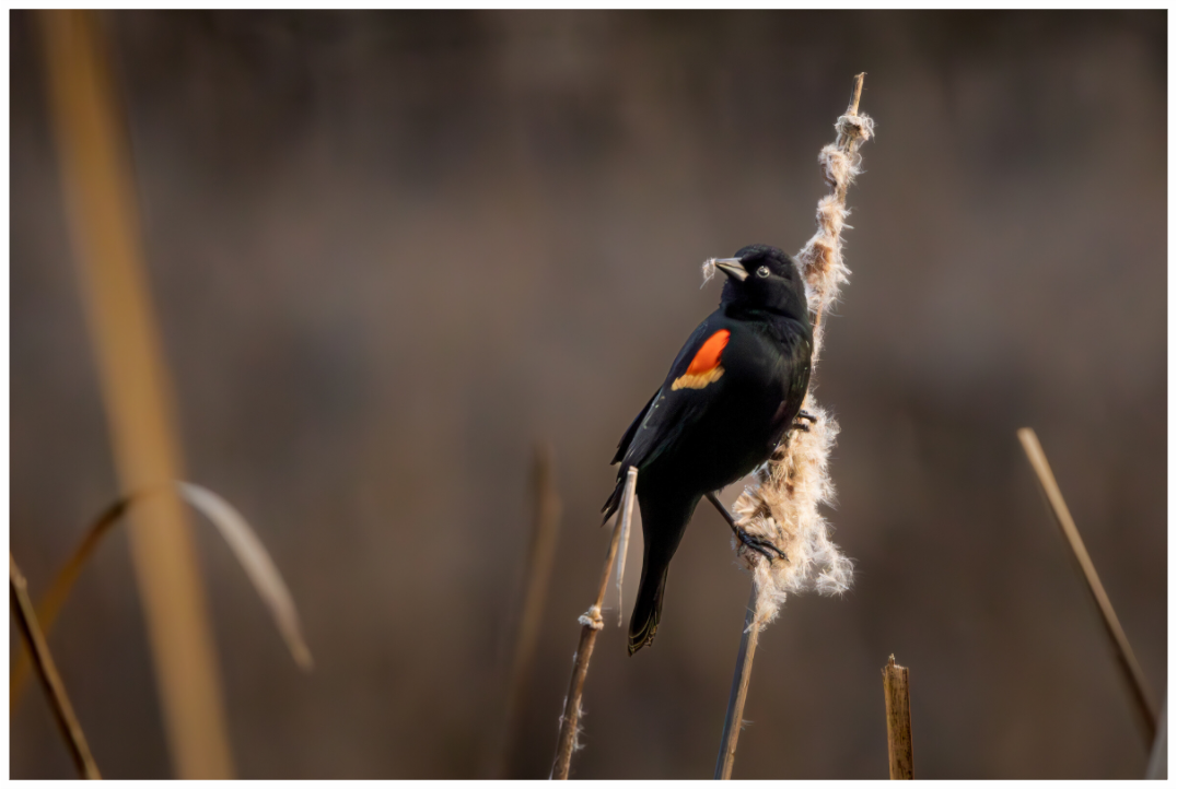 Main image Red-winged blackbird