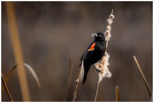 Main image Red-winged blackbird