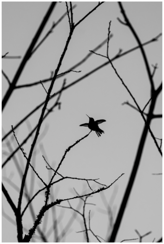 Main image Framed Hummingbird