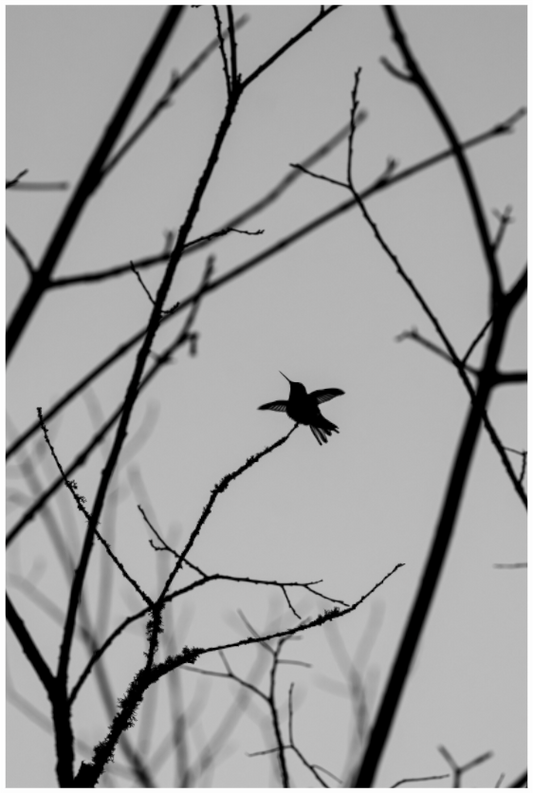 Main image Framed Hummingbird